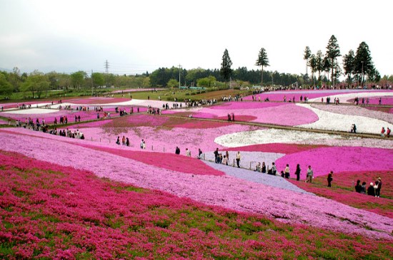 Shibazakura di Taman Hitsujiyama