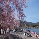 Menikmati musim semi di Arashiyama