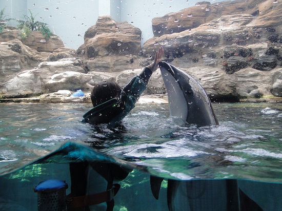 Atraksi lumba-lumba di Osaka Akuarium Osaka
