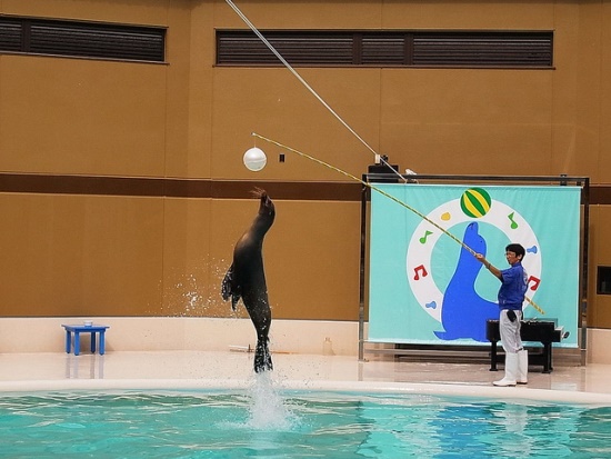 Atraksi singa laut di Miyajima Aquarium