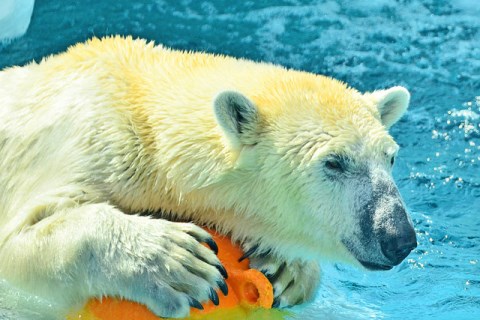 Beruang kutub di Kebun Binatang Ueno
