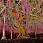 Bunga Wisteria di Taman Ashikaga