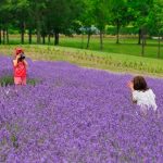 Bunga lavender di Sapporo Satoland