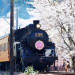 Bunga sakura dan Kereta Batubara Oikawa