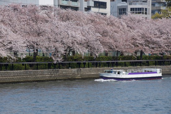 Bunga sakura dari Aqua Bus Osaka