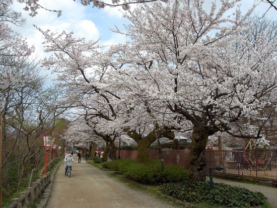 Bunga sakura di Kastil Takaoka