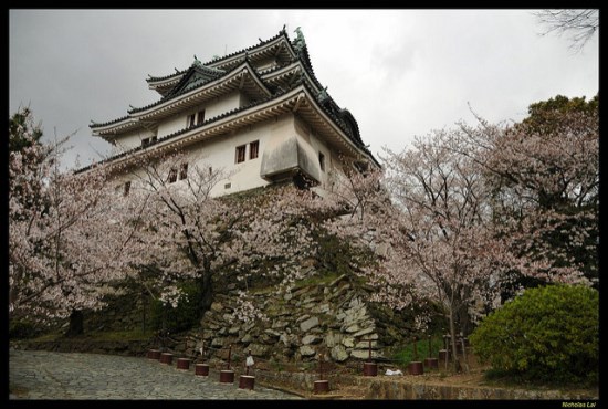Bunga sakura di Kastil Wakayama