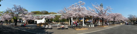 Bunga sakura di Taman Higashiyama Nagoya