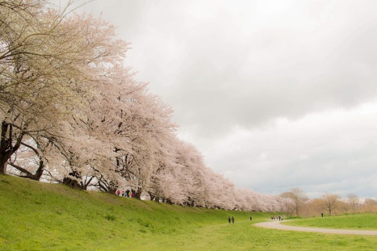 Bunga sakura di Taman Sewaritei Kyoto