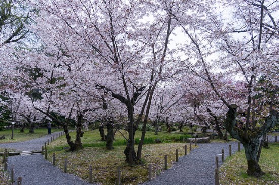 Bunga sakura di Taman Shoseien Kyoto