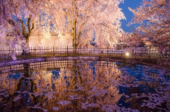 Bunga sakura di kompleks taman Kastil Himeji