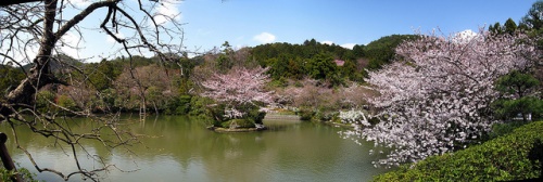Bunga sakura mekar di pinggir danau Kuil Ryoanji