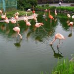 Burung flamingo di Tobu Zoo