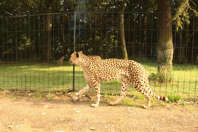 Cheetah di Fuji Safari Park