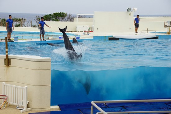 Dolphin show di Akuarium Churaumi