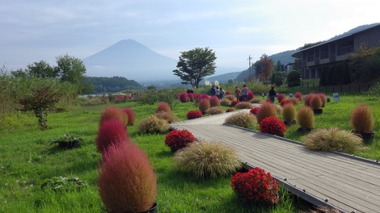 Flower road di Oishi Park