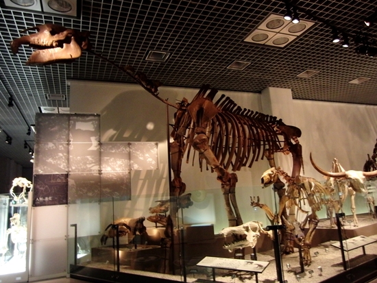 Fosil Dinosaurus di Museum Nasional Alam dan Sains Tokyo