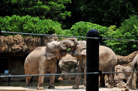 Gajah di Kebun Binatang Ueno