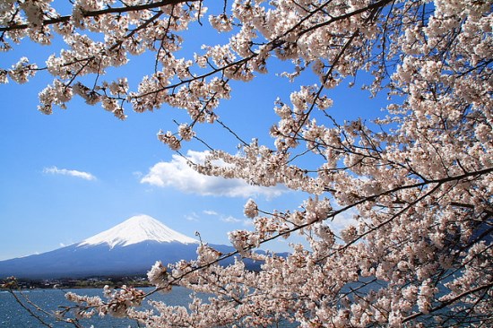 Gunung Fuji dan Sakura
