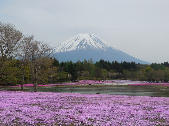 Gunung Fuji dengan karpet merah jambu Shibazakura