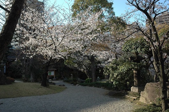 Hanami sakura di Taman Gokurakujudo Kuil Shitennoji