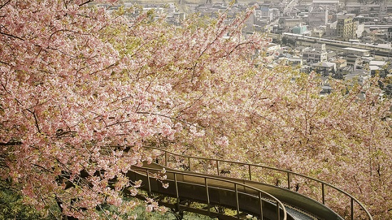Hanami sakura di Taman Nishi-Hirahatake Odawara