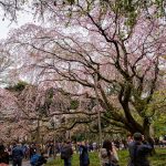 Hanami sakura di Taman Rikugien Tokyo