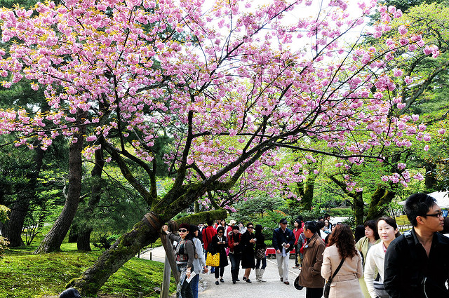 Info Wisata di Kanazawa Taman Kenrokuen