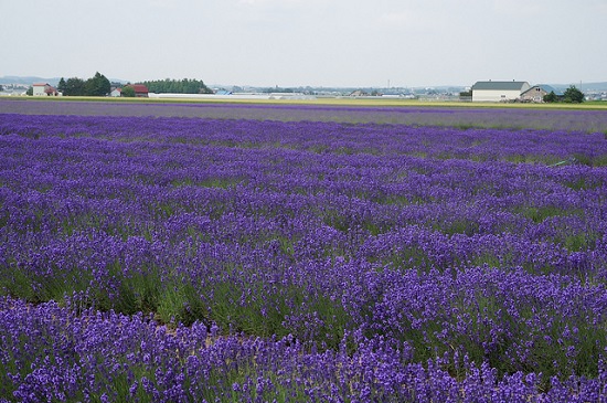 Kebun bunga lavender di Furano Hokkaido