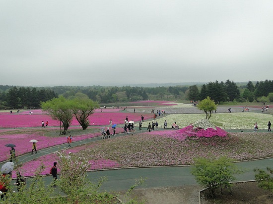 Keindahan Fuji Shibazakura Festival