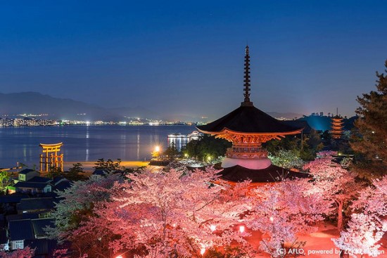 Keindahan bunga sakura dari Kuil Itsukushima