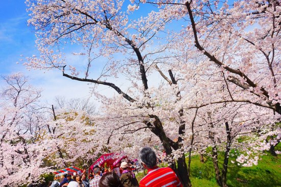Keindahan hanami sakura di kompleks Kastil Ueda Nagano