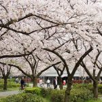 Keindahan sakura di Kema Sakuranomiya