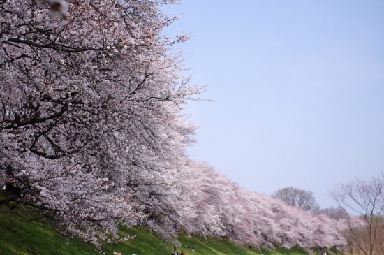 Keindahan sakura di Taman Sewaritei Kyoto