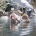 Kera Jepang di Jigokudani Monkey Park