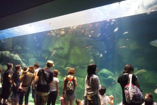 Kolam besar di Miyajima Aquarium