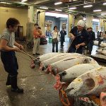 Lelang ikan tuna di Tsukiji Market