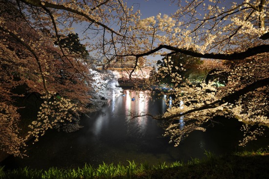 Malam hari di taman Chidorigafuchi