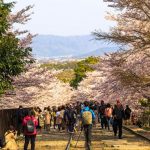 Melihat bunga sakura di Keage Incline Kyoto