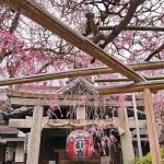 Melihat sakura di Kuil Ohoin Kyoto