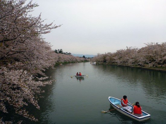 Menikmati bunga sakura dari atas perahu di kanal Kastil Hirosaki