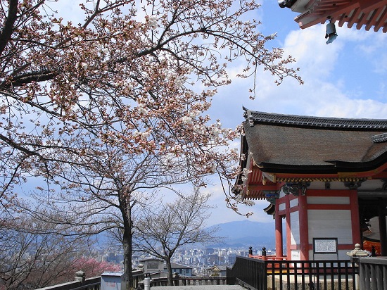 Menikmati hanami sakura di Kuil Kiyomizudera