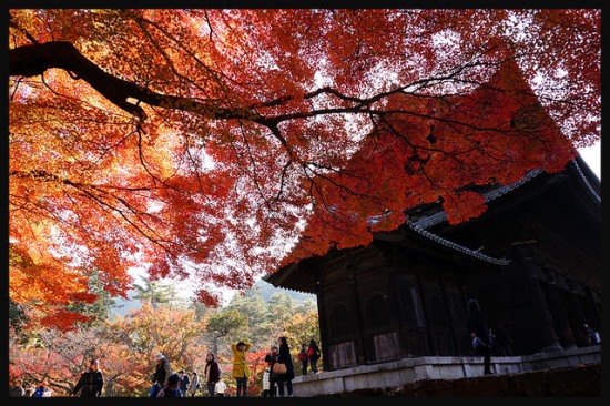 Momiji di Kuil Nanzenji