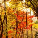 Musim gugur di Gunung Takao Tokyo