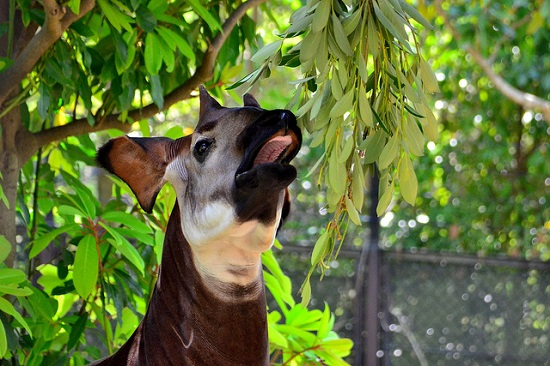 Okapi di Zoorasia Yokohama