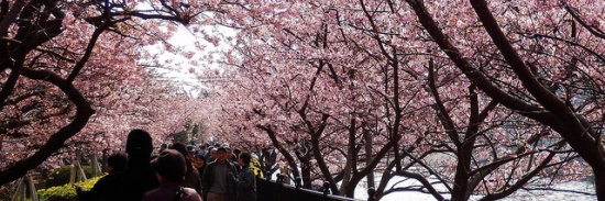 Orang banyak mengunjungi Kawazu Sakura
