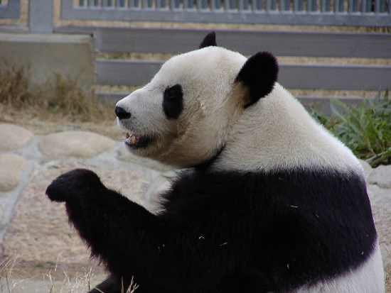 Panda besar di Oji Zoo Kobe