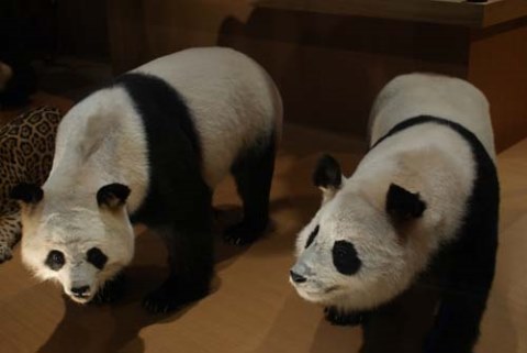 Panda di Museum Nasional Alam dan Sains Tokyo