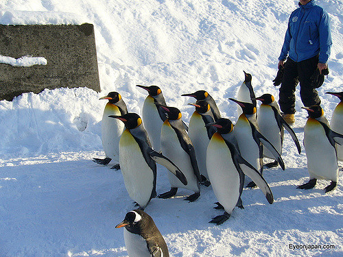 Parade penguin di Asahikawa Zoo