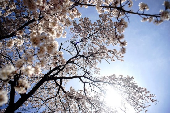 Pemandangan bunga sakura di Showa Kinen Koen